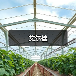 艾尔佳（图4）