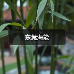东莞海能(图1) 东莞海能(图1)